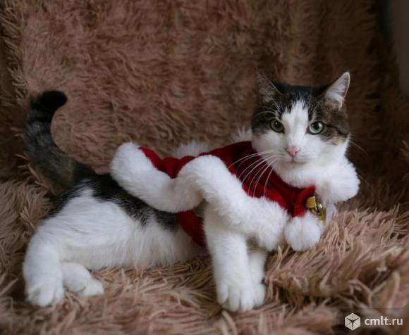 Кошка Тая ищет дом. Фото 1.