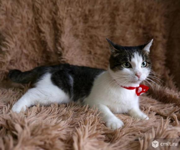 Кошка Тая ищет дом. Фото 2.