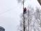 Спилить дерево в Воронеже. Фото 9.