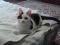 Черно - белый котенок Арчи. Фото 2.