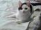 Черно - белый котенок Арчи. Фото 3.
