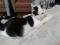 Черно - белый котенок Арчи. Фото 4.