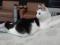 Черно - белый котенок Арчи. Фото 5.
