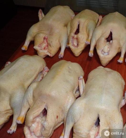 Утка домашняя. Фото 1.