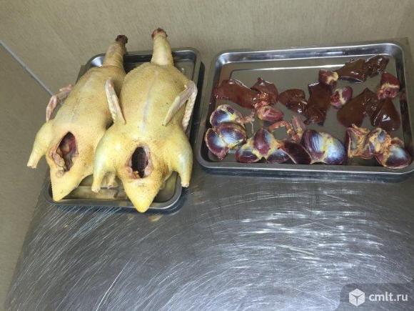 Мускусная утка. Фото 1.