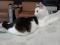 Черно - белый котенок Арчибальд. Фото 1.