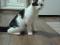 Черно - белый котенок Арчибальд. Фото 3.