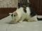 Черно - белый котенок Арчибальд. Фото 4.
