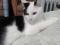 Черно - белый котенок Арчибальд. Фото 5.