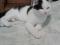 Черно-белый котенок - подросток в добрые руки. Фото 1.