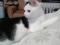 Черно-белый котенок - подросток в добрые руки. Фото 3.