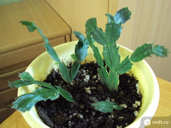 Декабрист,эхинопсис,сансевиерия,эуфорбия тригона. Фото 11.