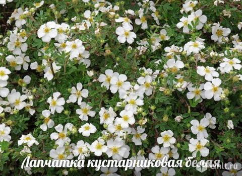 Всеволожский плодопитомник: саженцы плодовых деревьев и кустарников. Фото 6.