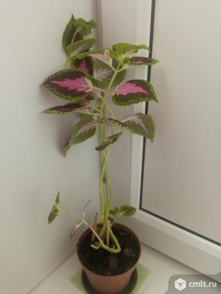 Колеус. Фото 1.