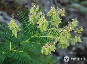 Астрагал перепончатый. Семена с доставкой по России.