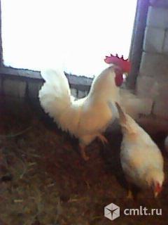 Леггорн Белый яйцо.. Фото 4.