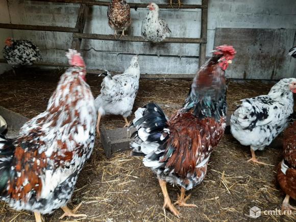 ИЯ ливенская ситцевая. Фото 1.