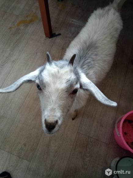Продам козочек.. Фото 5.