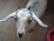 Продам козочек.. Фото 5.