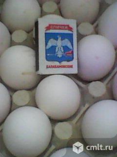 Леггорн Белый яйцо.. Фото 1.