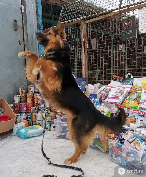 Поиск животных долгопрудный. Лучшие собачьи площадки в москве. Собака кемеровский госпиталь. Инстаграмную страницу потерянной собаки долгопрудного. Собака долгопрудный.