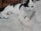Красивый черно - белый кот Арчибальд. Фото 1.