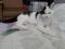Красивый черно - белый кот Арчибальд. Фото 4.