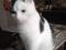 Красивый черно - белый кот Арчибальд. Фото 5.