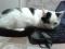 Красивый черно - белый кот (5,5 мес.). Фото 3.