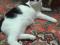 Красивый черно - белый кот (5,5 мес.). Фото 4.