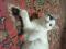 Красивый черно - белый кот (5,5 мес.). Фото 5.