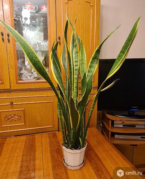 Продам комнатный цветок сансевиерию ( тещин язык). Фото 1.