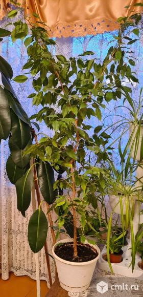 Продам цветок фикус бенджамина. Фото 1.