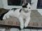 Молодой бело - черный кот Арчи. Фото 2.