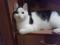 Молодой бело - черный кот Арчи. Фото 3.