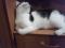Молодой бело - черный кот Арчи. Фото 4.