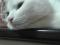 Молодой бело - черный кот Арчи. Фото 5.
