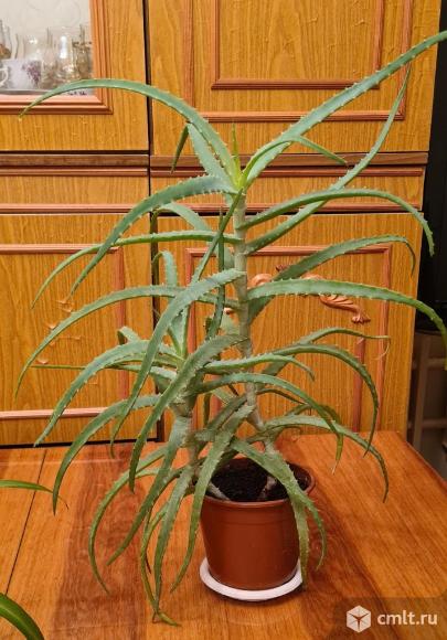 Комнатное растение. Фото 1.