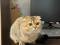Шотландская шиншила вислоухий кот. Фото 1.