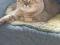 Шотландская шиншила вислоухий кот. Фото 4.