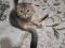 Шотландская шиншила вислоухий кот. Фото 6.