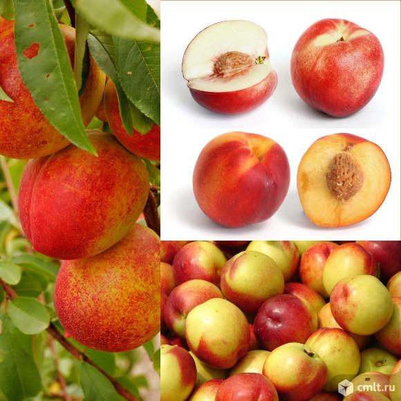 Нектарин Стар Мэй. Фото 1.