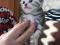 Британские котята - Серебристая шиншилла. Фото 5.
