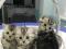 Британские котята - Серебристая шиншилла. Фото 1.