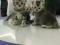 Британские котята - Серебристая шиншилла. Фото 3.