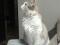 Красивая трехцветная кошка Бонита. Фото 3.
