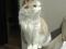 Красивая трехцветная кошка Бонита. Фото 4.