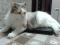 Красивая трехцветная кошка Бонита. Фото 6.