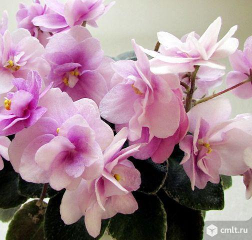 Выставка-продажа комнатных растюх. Фото 12.