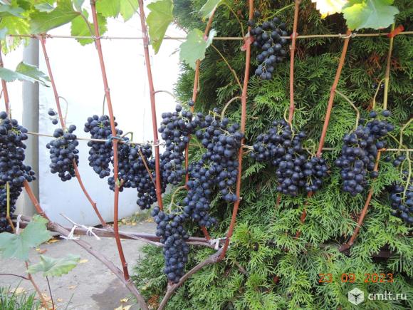 Саженцы винограда. Фото 1.